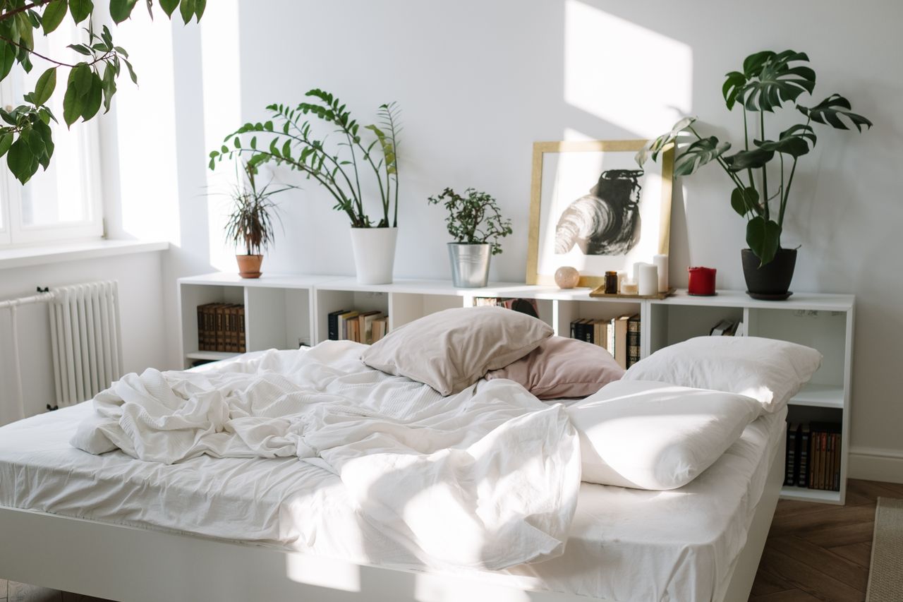 A tranquil bedroom with a messy bed, indoor plants, and natural sunlight.